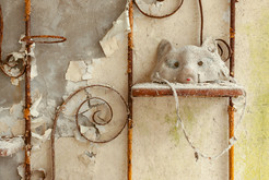 Bild 7887 Geisterstadt Prypjat (Atomkraftwerk Tschernobyl)