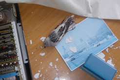 Bild 7114 Pyramiden (Piramida), Svalbard (Spitzbergen)